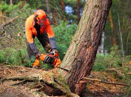 Reliable Cottageville, SC Tree Services Solutions