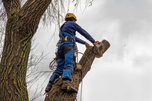 How Our Tree Care Process Works  in  Cottageville, SC