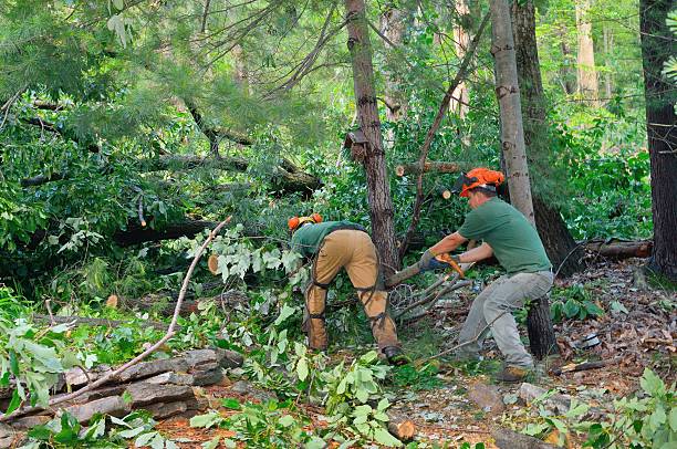 Tree and Shrub Care in Cottageville, SC